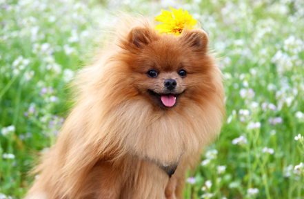 꽃밭 안에 있는 포메라니안.