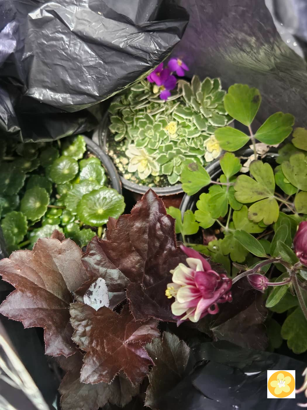 식물 구입 사진