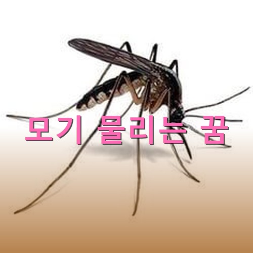 모기가-피부에-자세를-잡고-피를-빨려는-모습