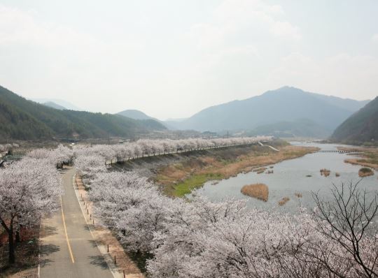 무주 벚꽃