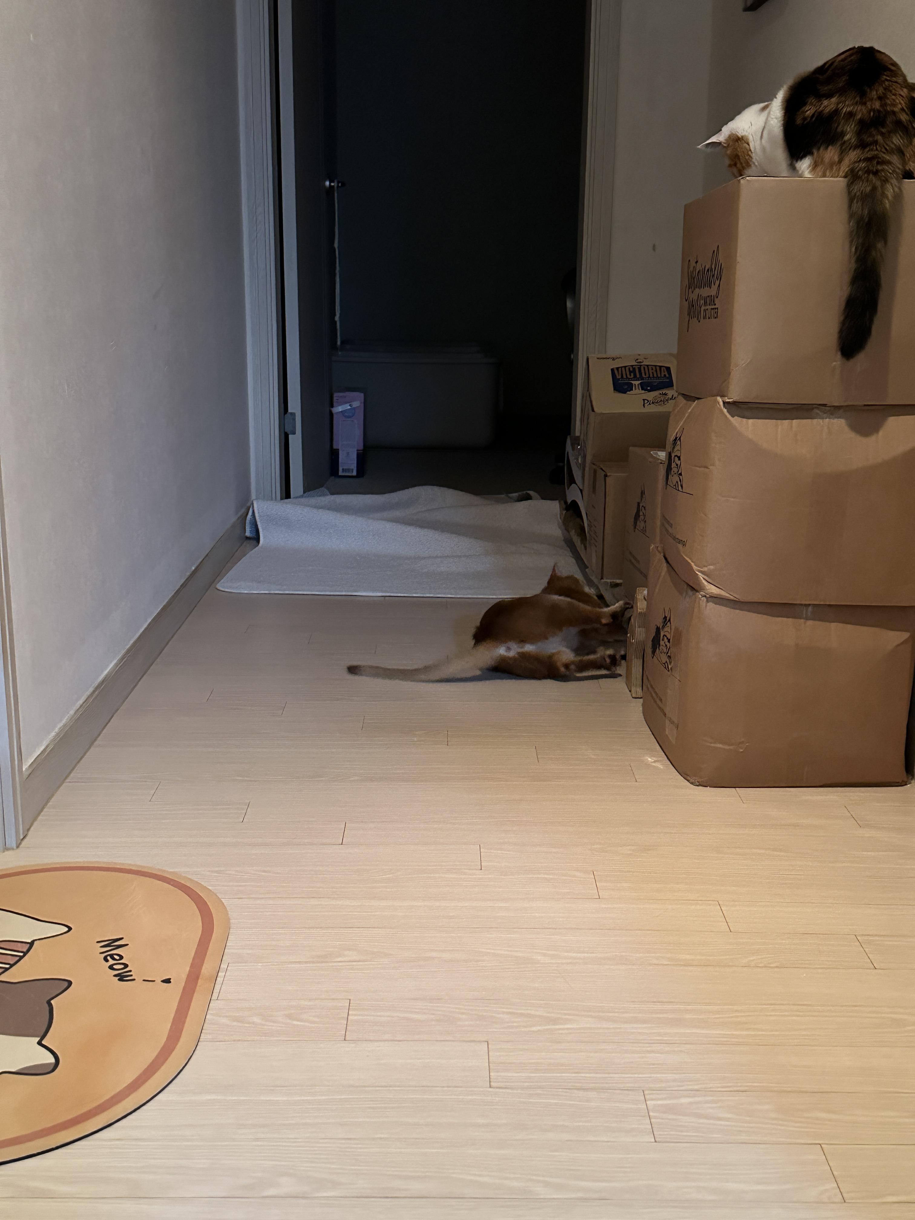 구석에_들어간_양말을_꺼내고_있는_아비시니안_루나와_그걸_구경하는_삼색이_요미