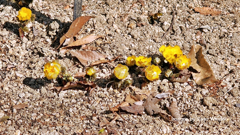 복수초(福壽草),측금잔화(側金盞花),설연화(雪蓮花)
