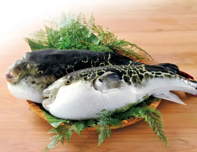 복어 독성