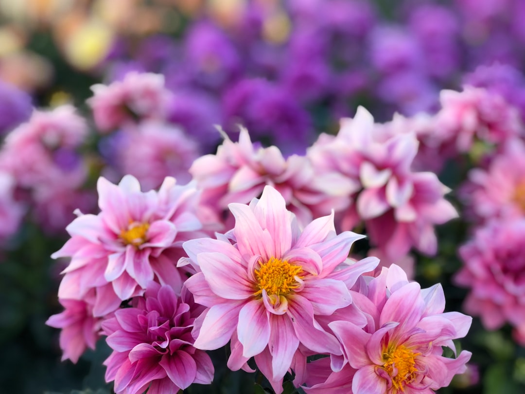 Blooming
