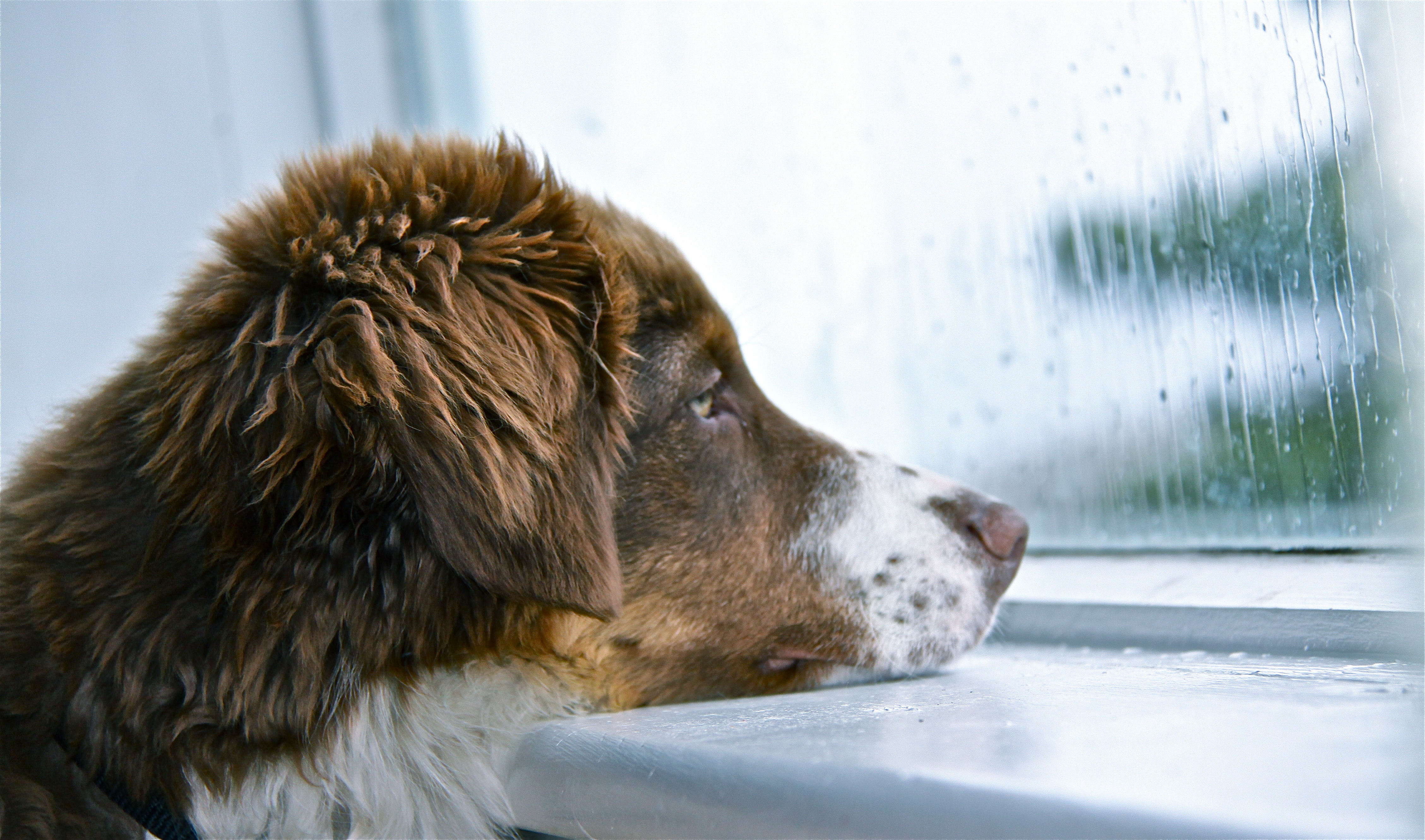 강아지 우울증 사진