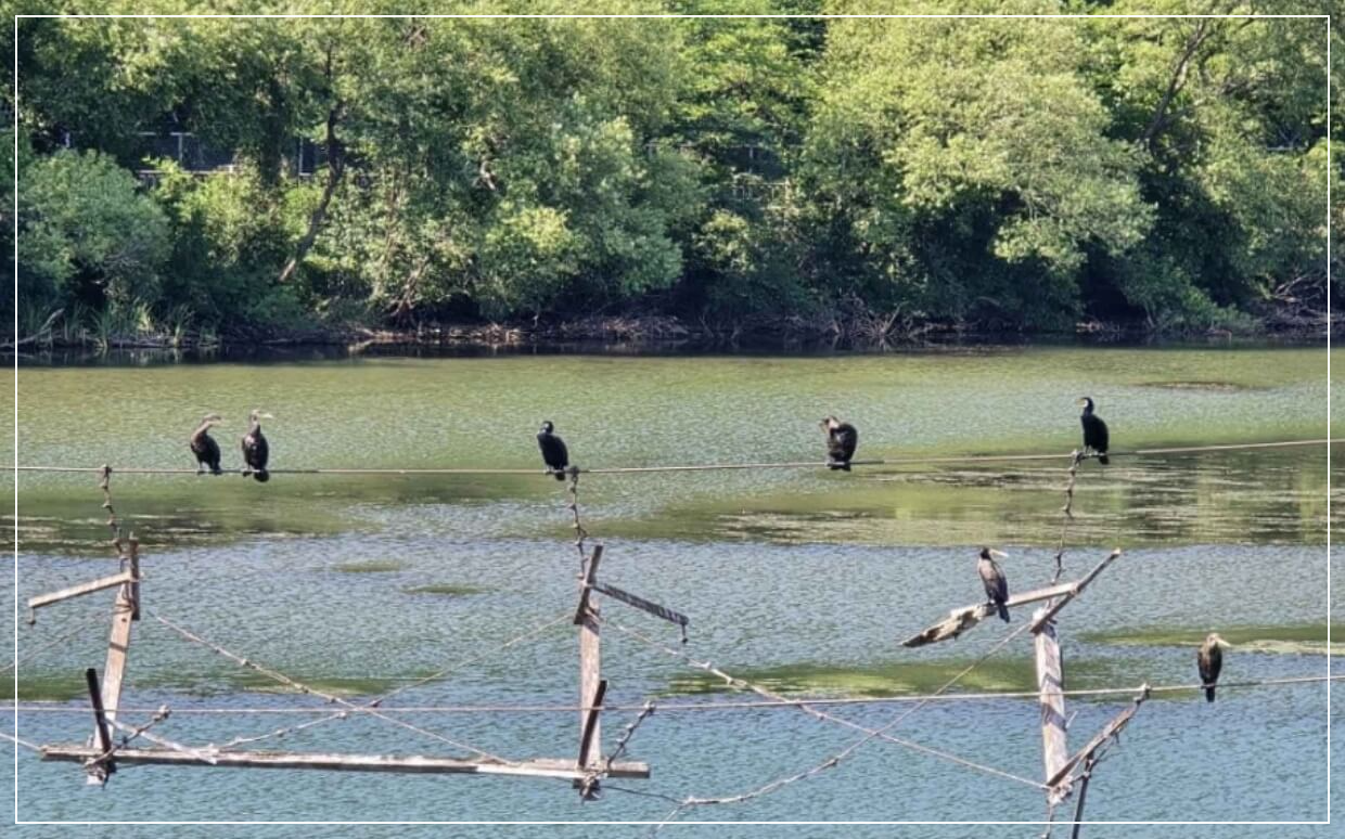 철원 가볼만한곳 베스트10 DMZ 생태평화공원