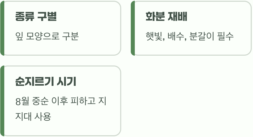 초보도 실패 없는 들국화 키우기, 씨앗 파종부터 월동까지 1년 관리법 총정리