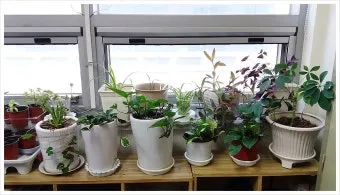창가 식물 관리 직사광 차광요령 물주기 시간대 잎타는 현상 예방_6