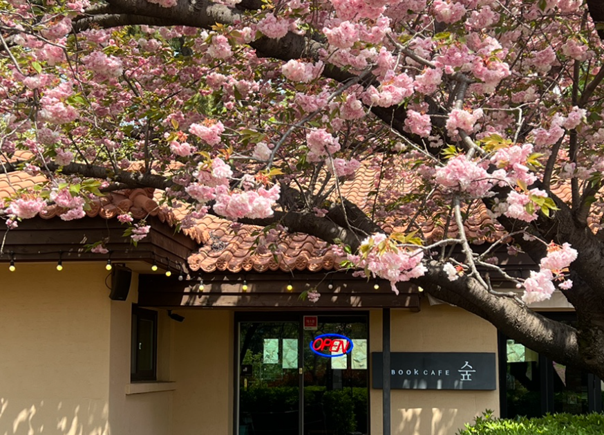 부산시민공원 숲속 북카페 겹벚꽃