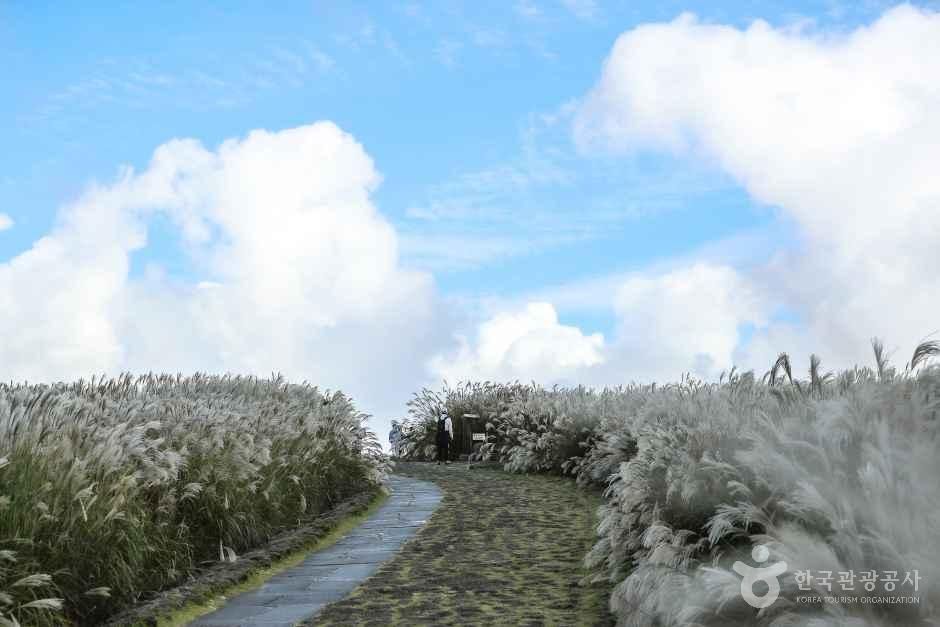 Path between silver grass fields at Sangumburi Crater in autumn