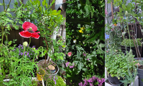 양귀비_개양귀비