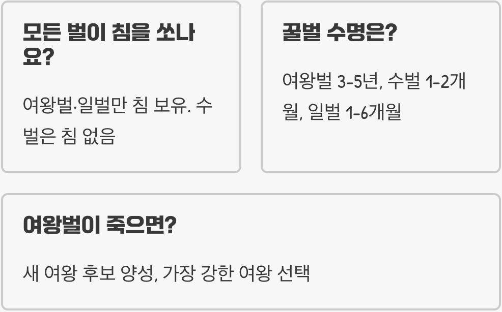 여왕벌, 일벌, 수벌… 경이로운 꿀벌 사회의 계급과 역할 완벽 정리