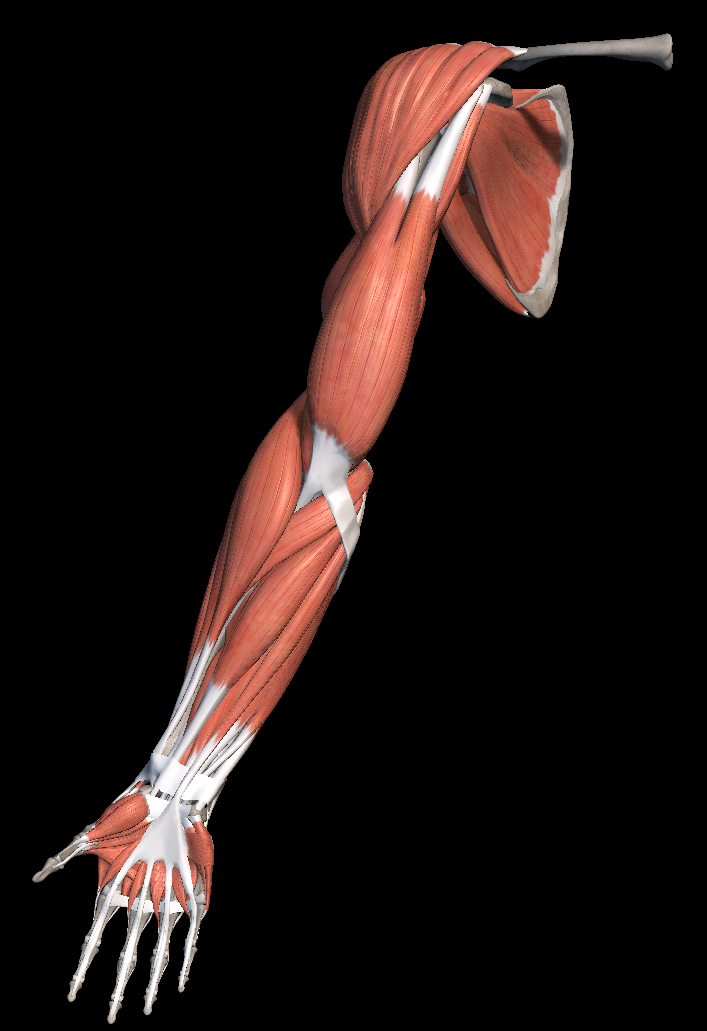 어깨 통증 증상