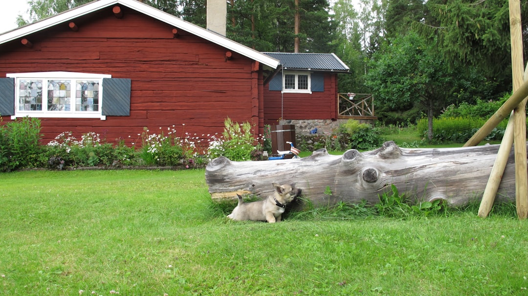 Dog-friendly