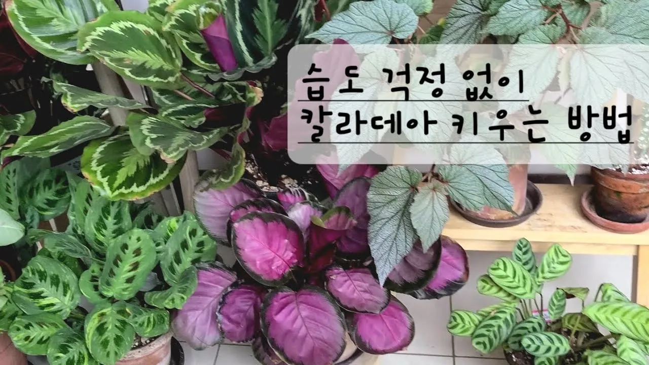 칼라데아 물주기 잎말림원인 습도관리 분무요령 시니어 맞춤 가이드_5