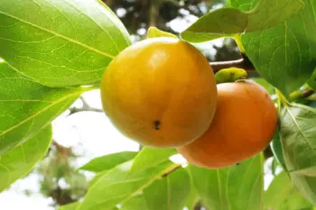 태추단감 가격, 효능과 영양성분