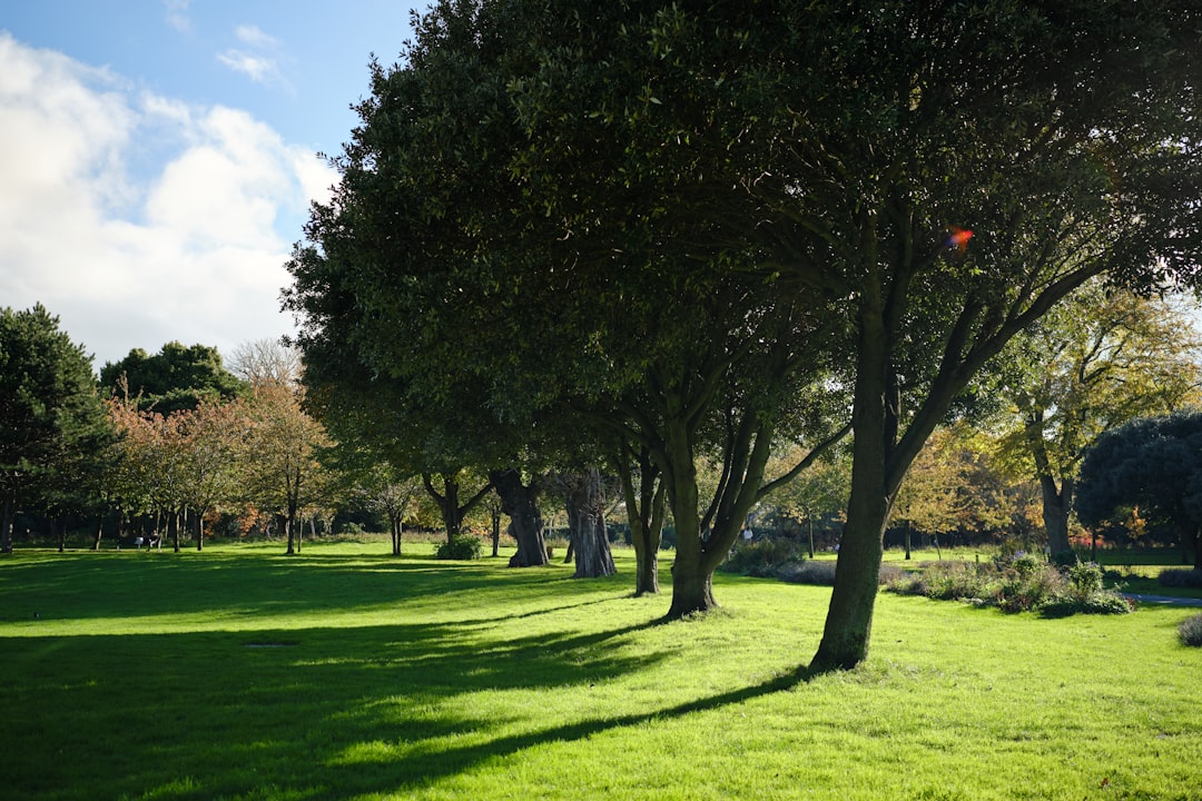 Lawn