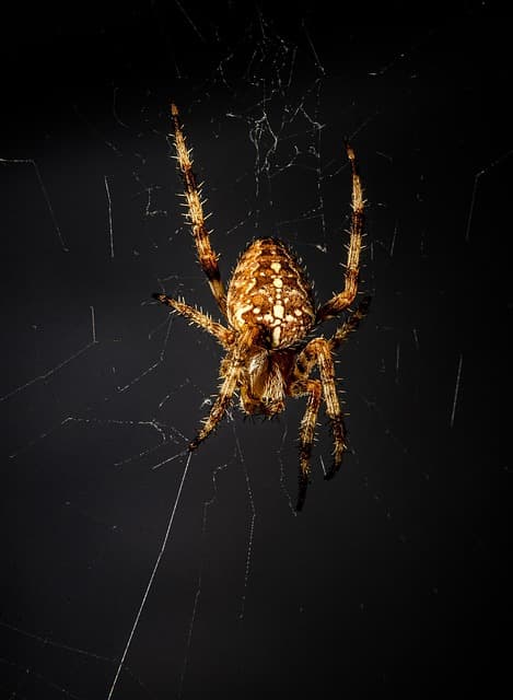 곤충과 미생물의 공진화 사례를 통한 생물다양성 보존 전략