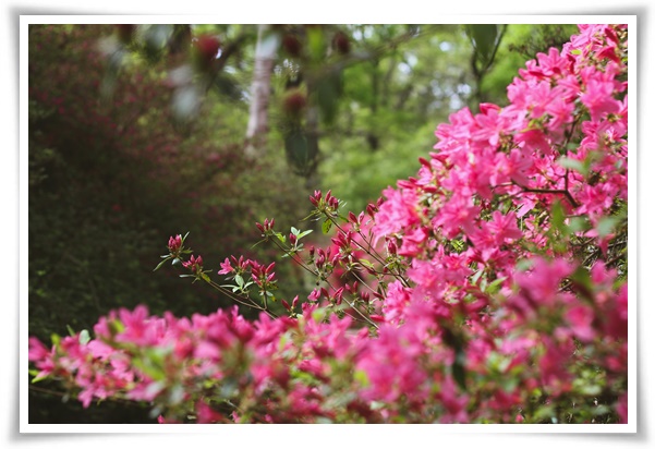 "진달래꽃" 나보기가 역겨워 가실 때에는 ... 봄을 알리는 분홍빛 향연!