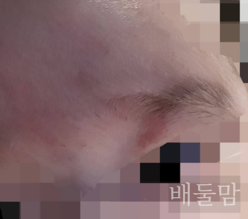 눈 위 연어반 사진.