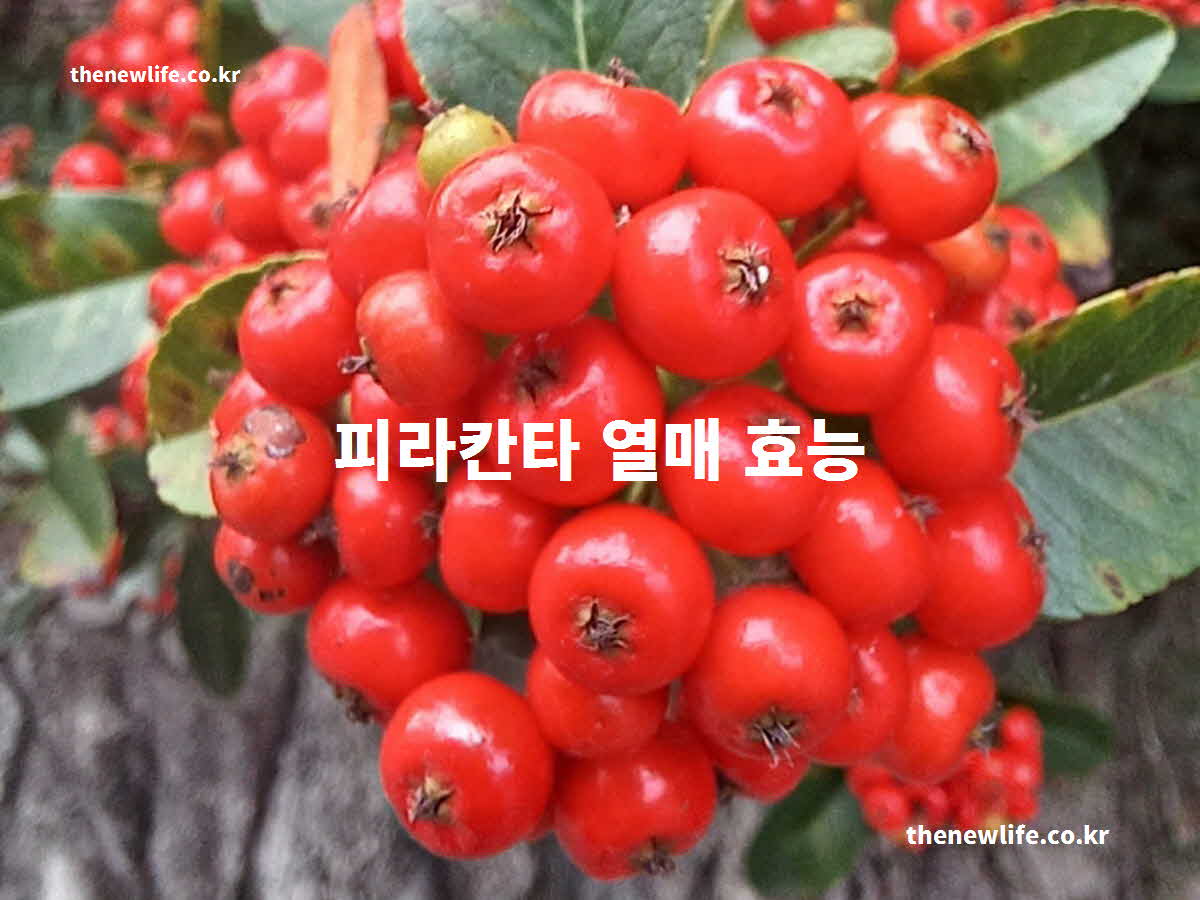 피라칸타 열매 효능 대표 실사진