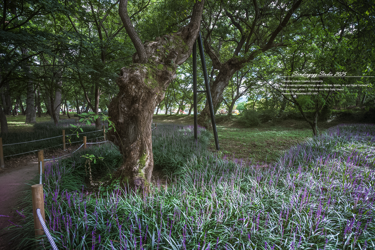 #영천 #숲 #맥문동 #오리장림