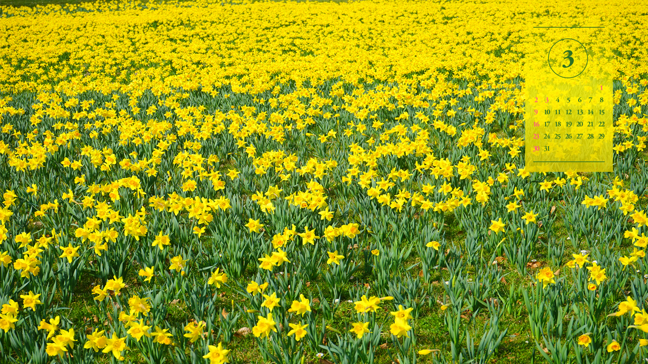 06 노란색 수선화 꽃밭 A - 2025년3월 노트북배경화면