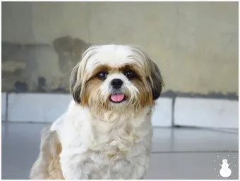 시츄 분양 가격 성격 장단점_13