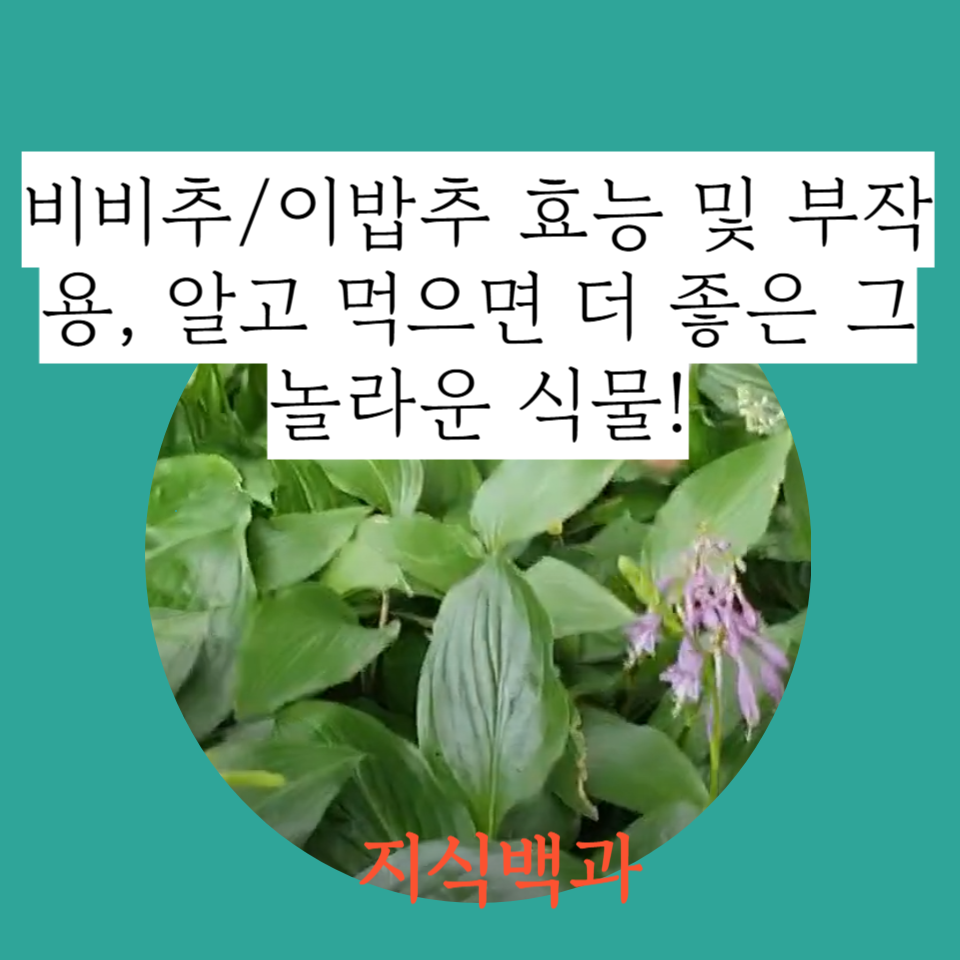 비비추/이밥추