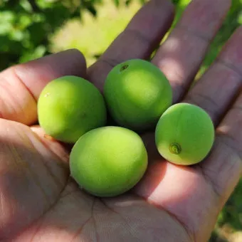매실 수확 시기 매실장아찌 매실청 매실주 담그는 법_13