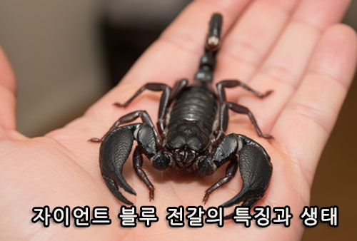 자이언트 블루 전갈의 특징과 생태