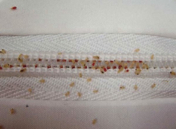 알트태그-매트리스 이음새에서 발견된 빈대