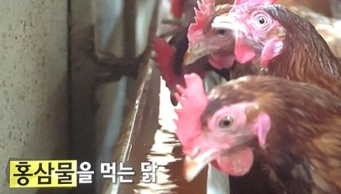 홍삼물먹는닭