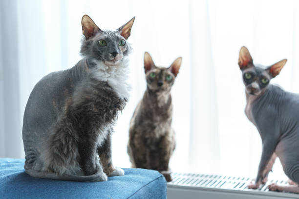 고양이 털 건강을 위한 영양 관리
