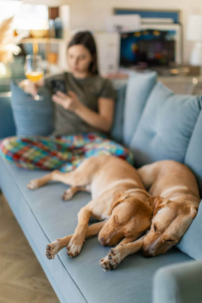 강아지 잠자는 위치가 알려주는 성격과 심리