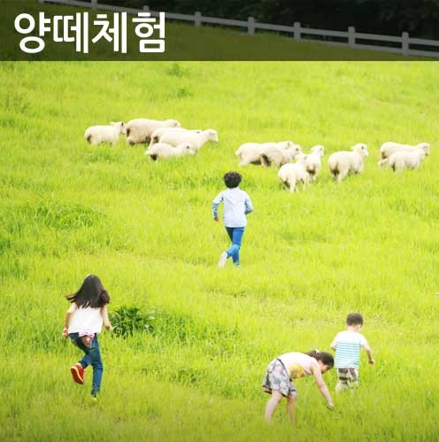 생방송투데이 대관령하늘목장 강원도 평창