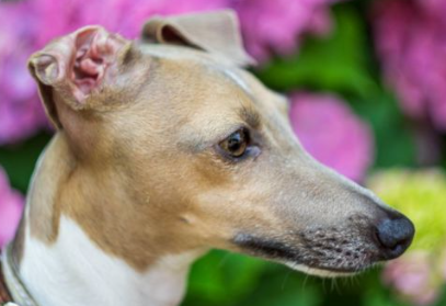 이탈리안 그레이하운드