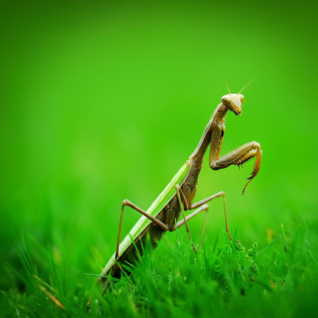 사마귀의번식과생존전략