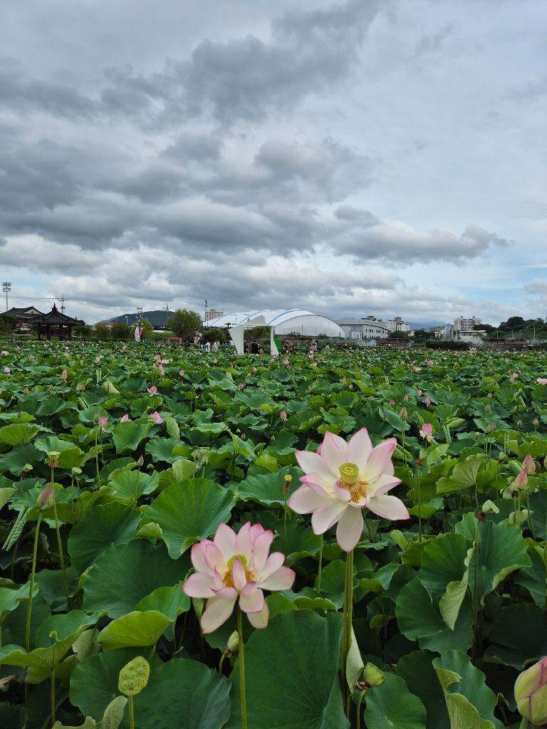 함안 연꽃테마파크