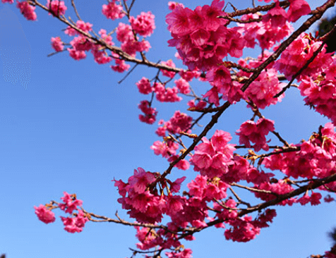 오키나와 1월 벚꽃