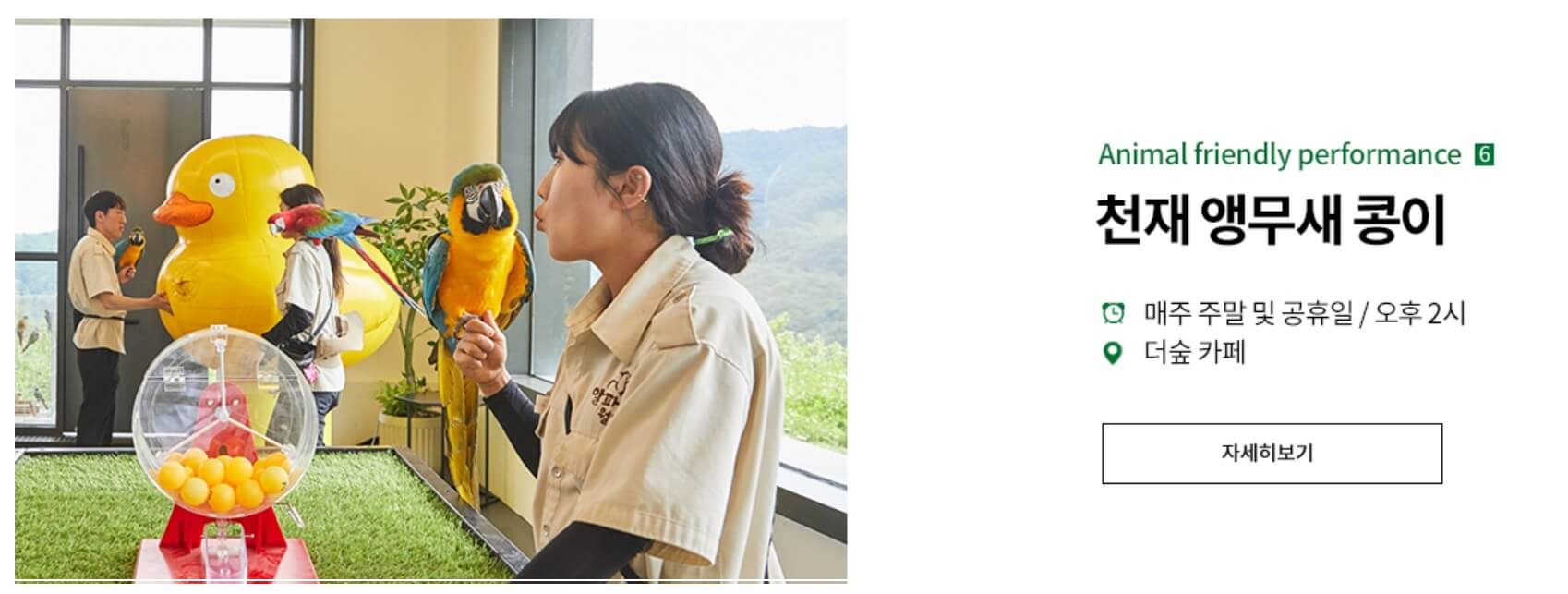 홍천 가볼만한곳 베스트10 알파카월드