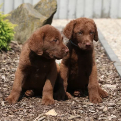 체서피크 베이 레트리버 사진