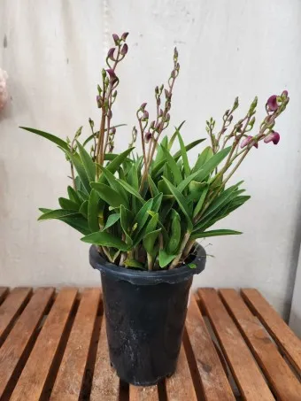 긴기아난 기르는법 꽃피우기 분갈이 물주기 꿀팁_6