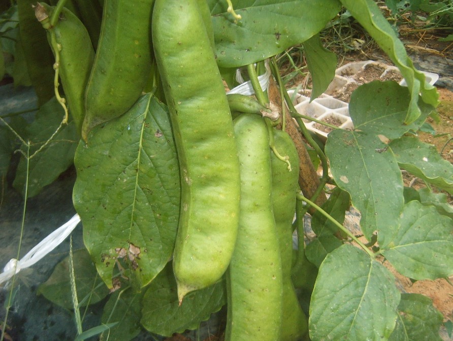 작두콩