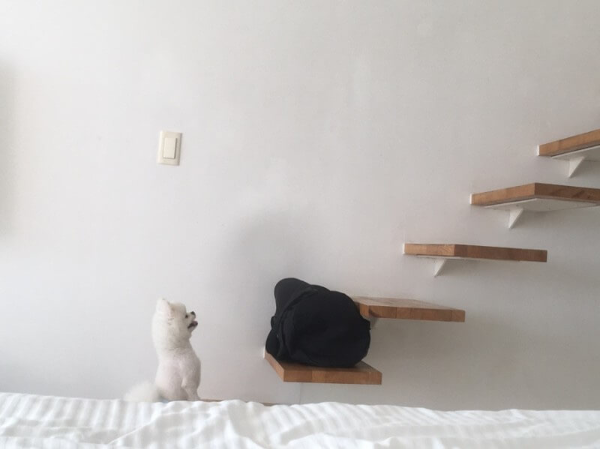 포메라니안_꾸마