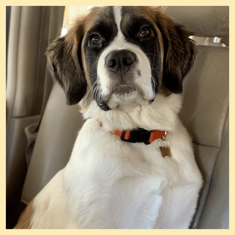 외출-필수템-강아지-인식표