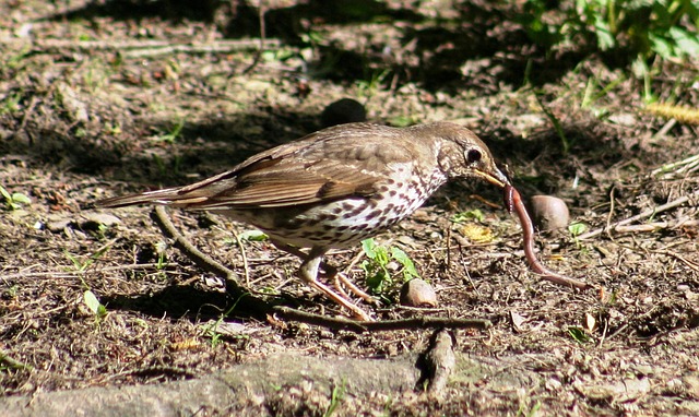 산새가 지렁이를 물고 있는 모습