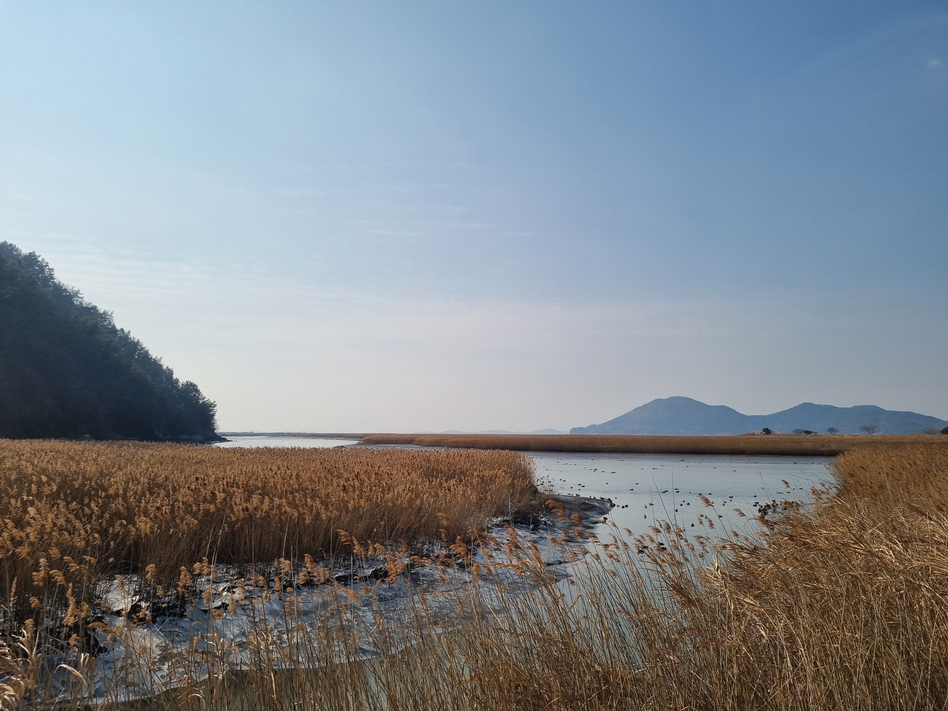 순천만 습지