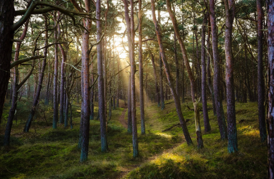 자연과 동행하기: 숲과 텃밭이 전해준 치유의 시간