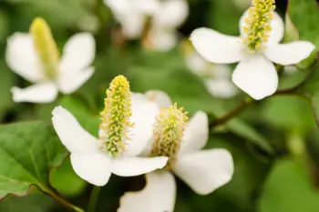 어성초 효능 효과 및 영양성분, 부작용